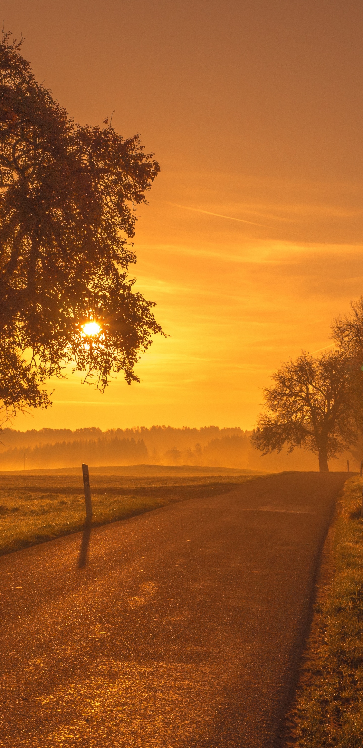 Обои природный ландшафт, природа, дерево, утро, восход солнца в разрешении 1440x2960