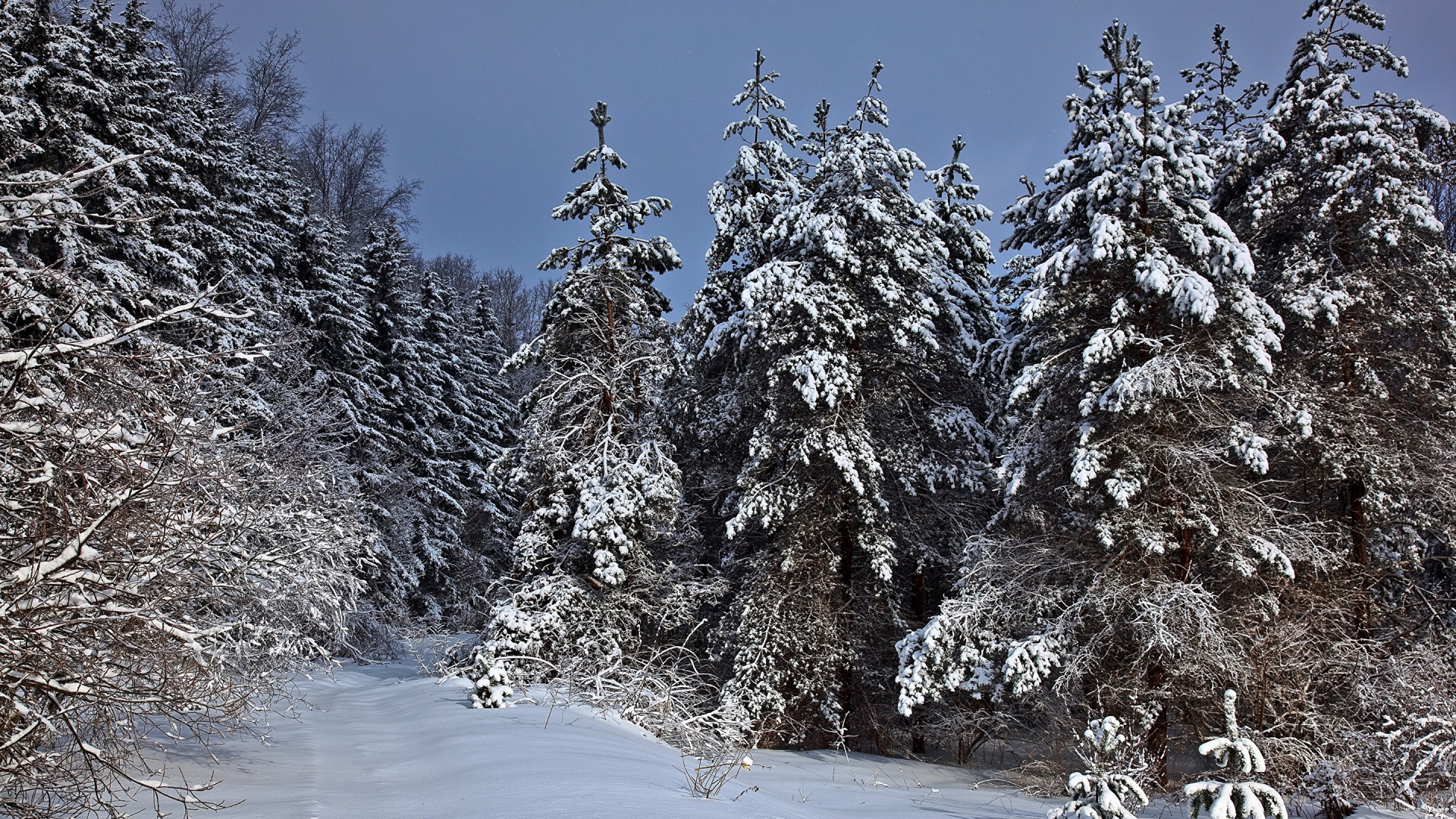 Обои зима, снег, дерево, замораживание, мороз в разрешении 1920x1080