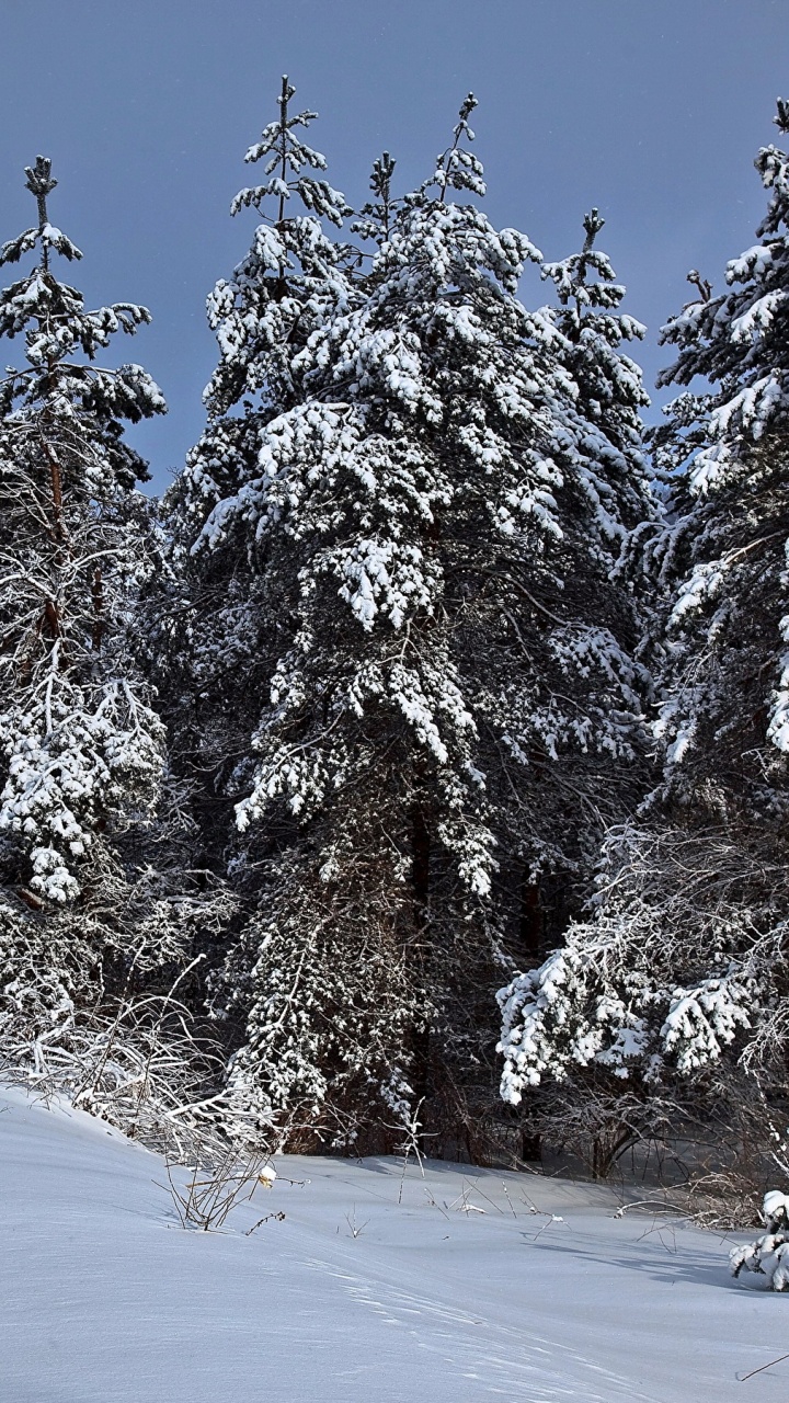 Обои зима, снег, дерево, замораживание, мороз в разрешении 720x1280