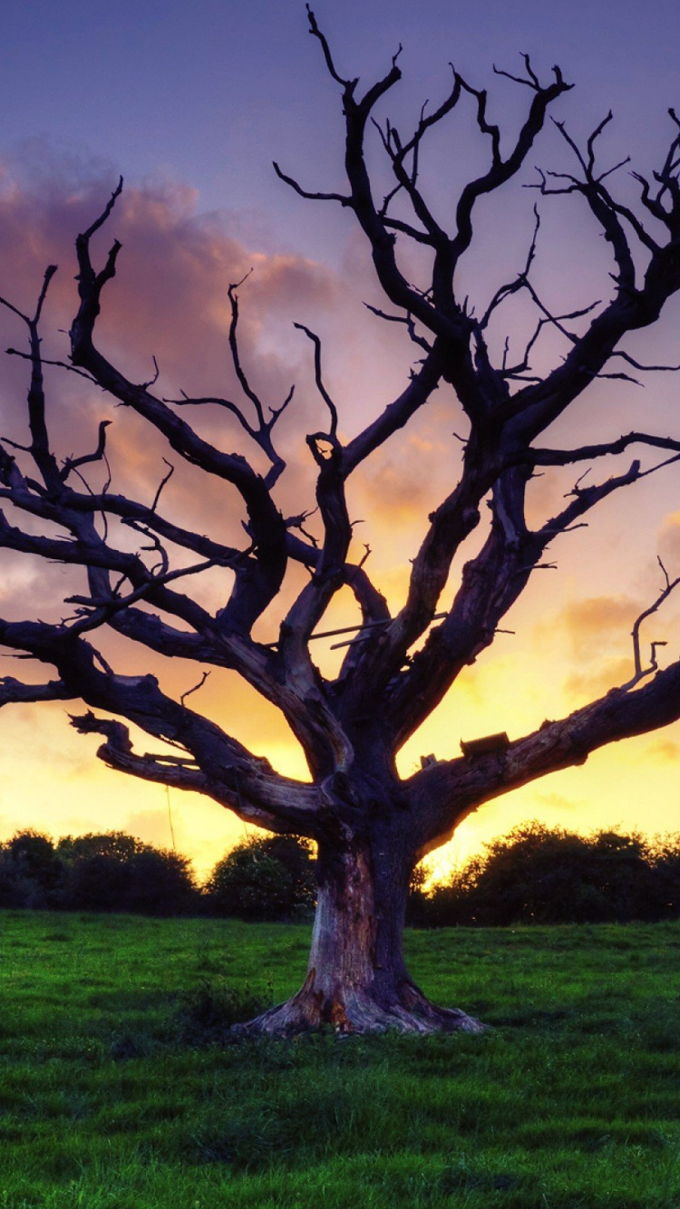 Обои сухое дерево, дерево, ветвь, древесные растения, утро в разрешении 750x1334