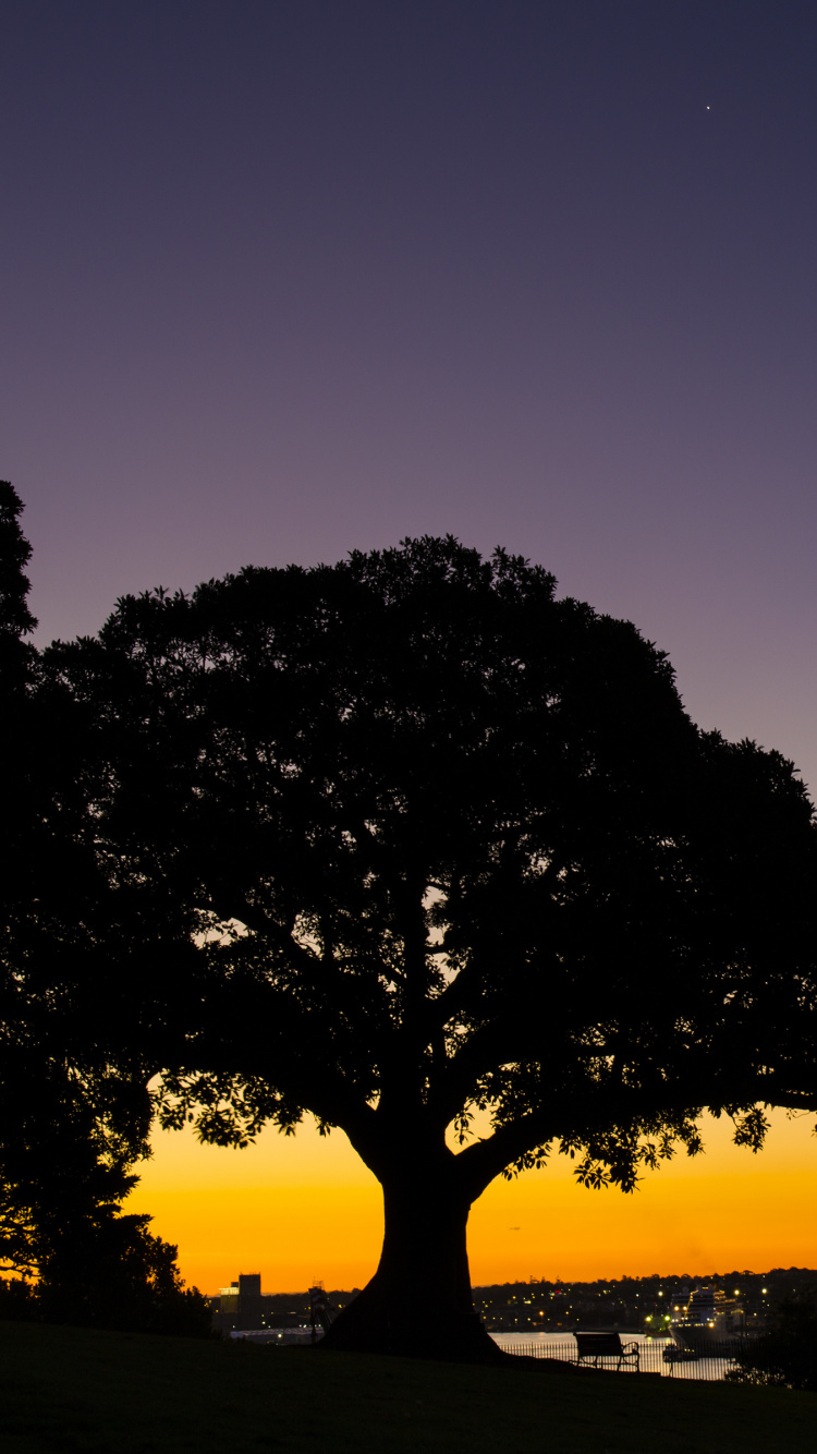 Обои закат, дерево, природа, горизонт, вечер в разрешении 750x1334