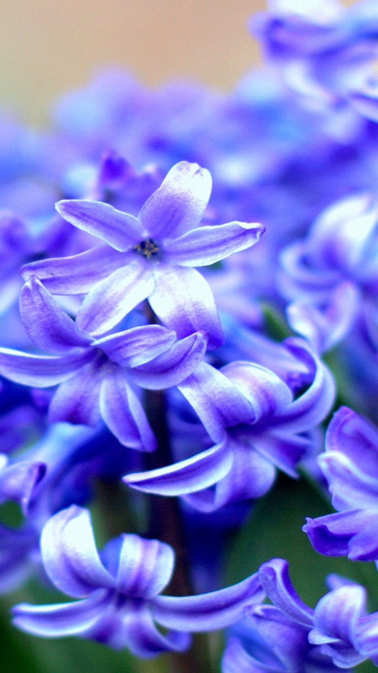 Обои гиацинт, растение, синий, пурпур, лепесток в разрешении 750x1334