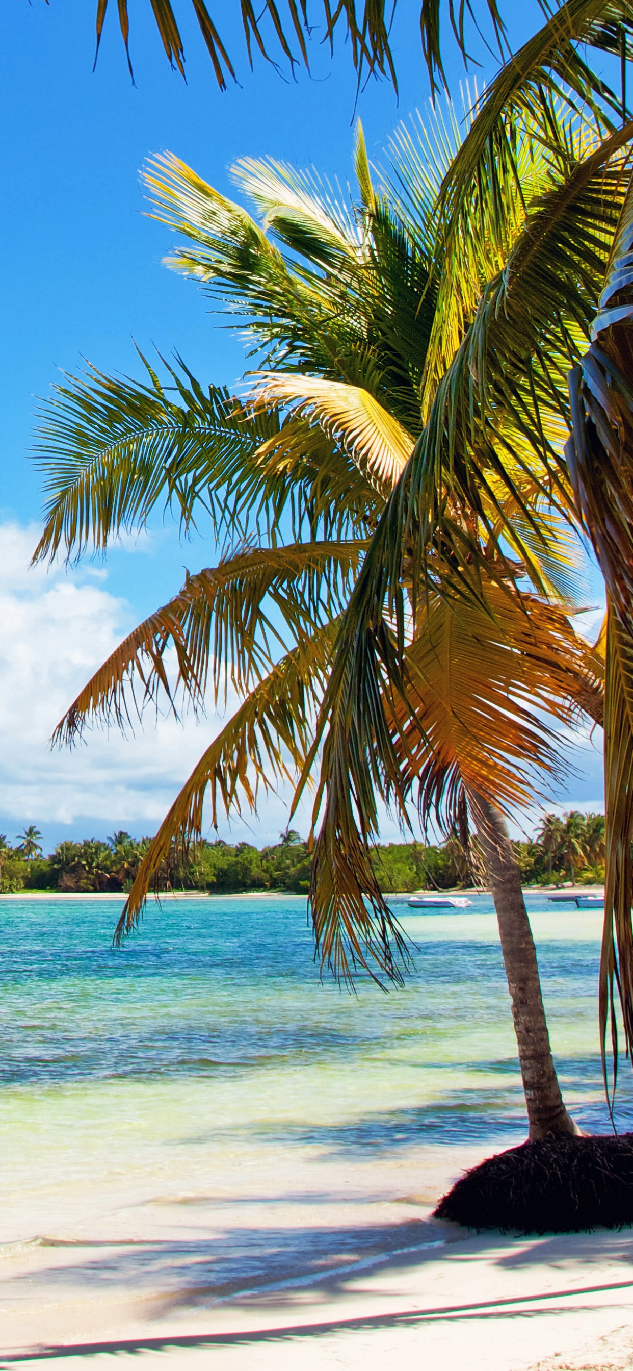 Обои море, пляж, тропическая зона, Пальма, Карибский бассейн в разрешении 1242x2688
