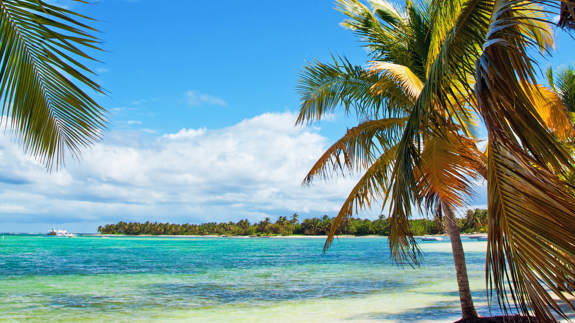 Обои море, пляж, тропическая зона, Пальма, Карибский бассейн в разрешении 1920x1080