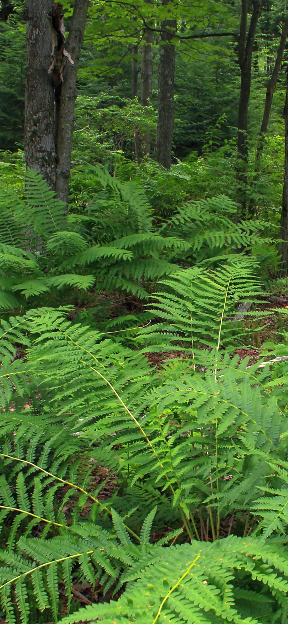 Обои растительность, папоротник, страусиный папоротник, лес, папоротники и хвощи в разрешении 1125x2436