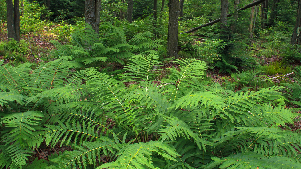 Обои растительность, папоротник, страусиный папоротник, лес, папоротники и хвощи в разрешении 1280x720