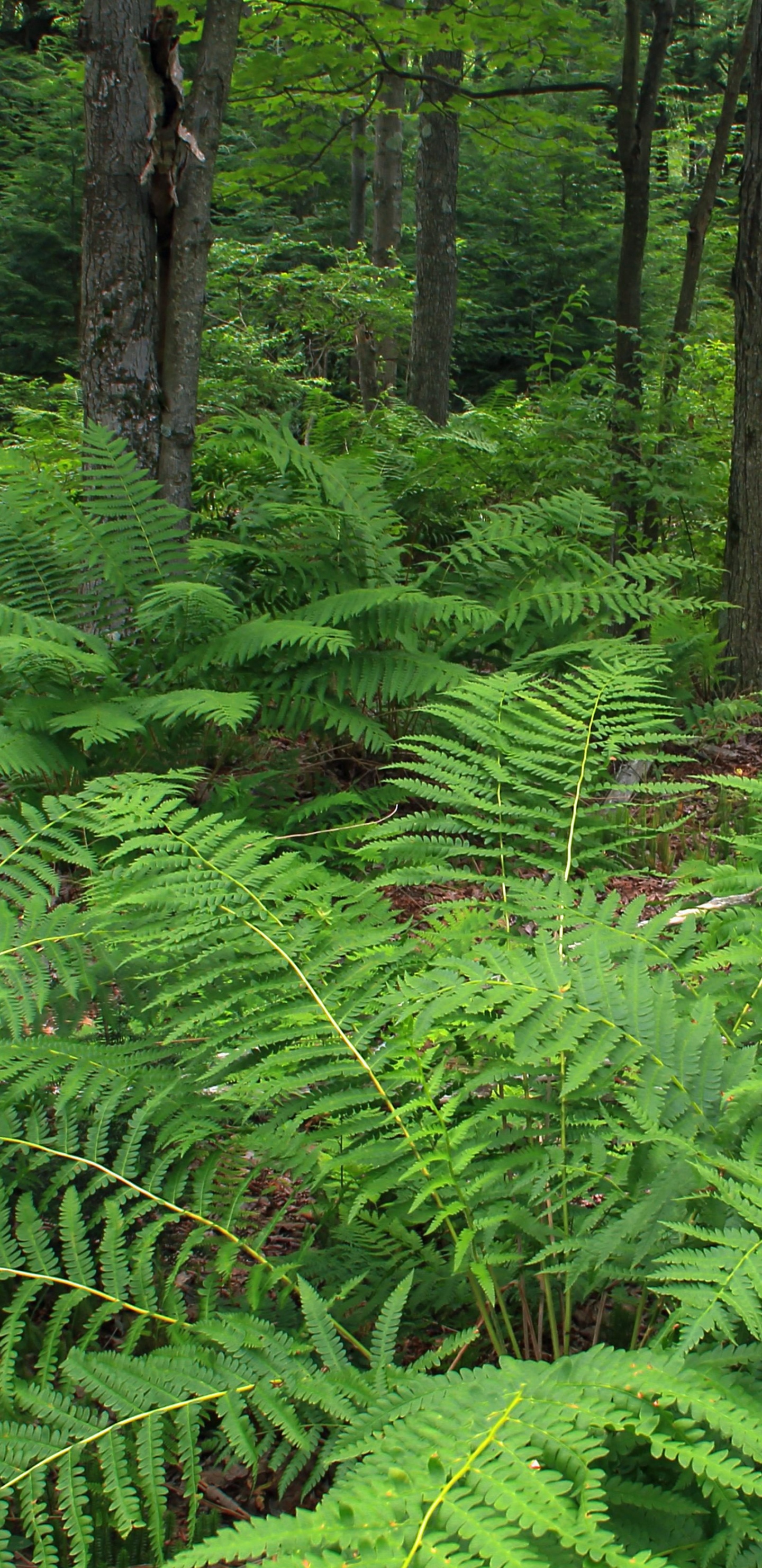 Обои растительность, папоротник, страусиный папоротник, лес, папоротники и хвощи в разрешении 1440x2960