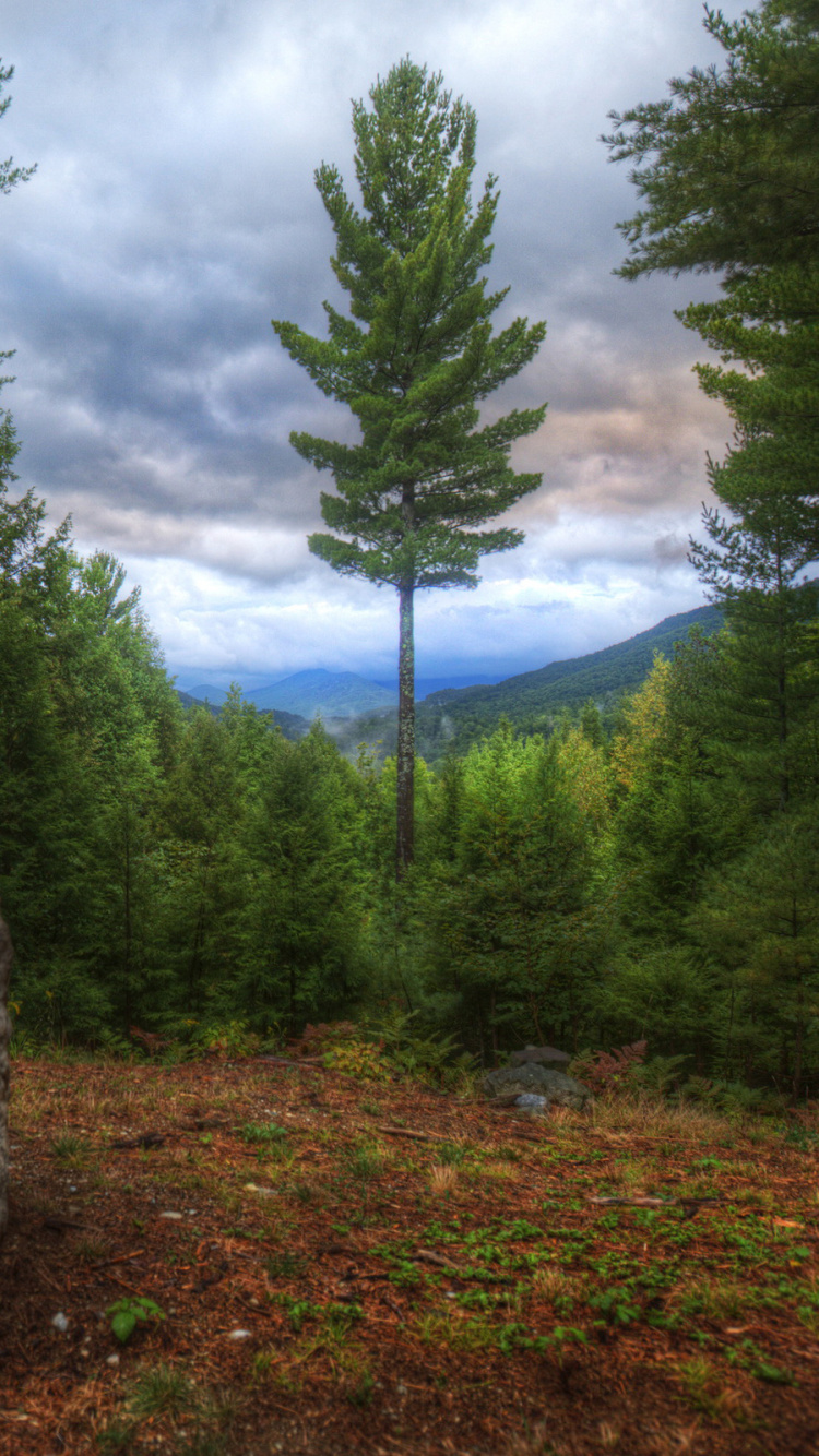 Обои лес, дерево, дикая местность, экосистема, США национальный лес в разрешении 750x1334