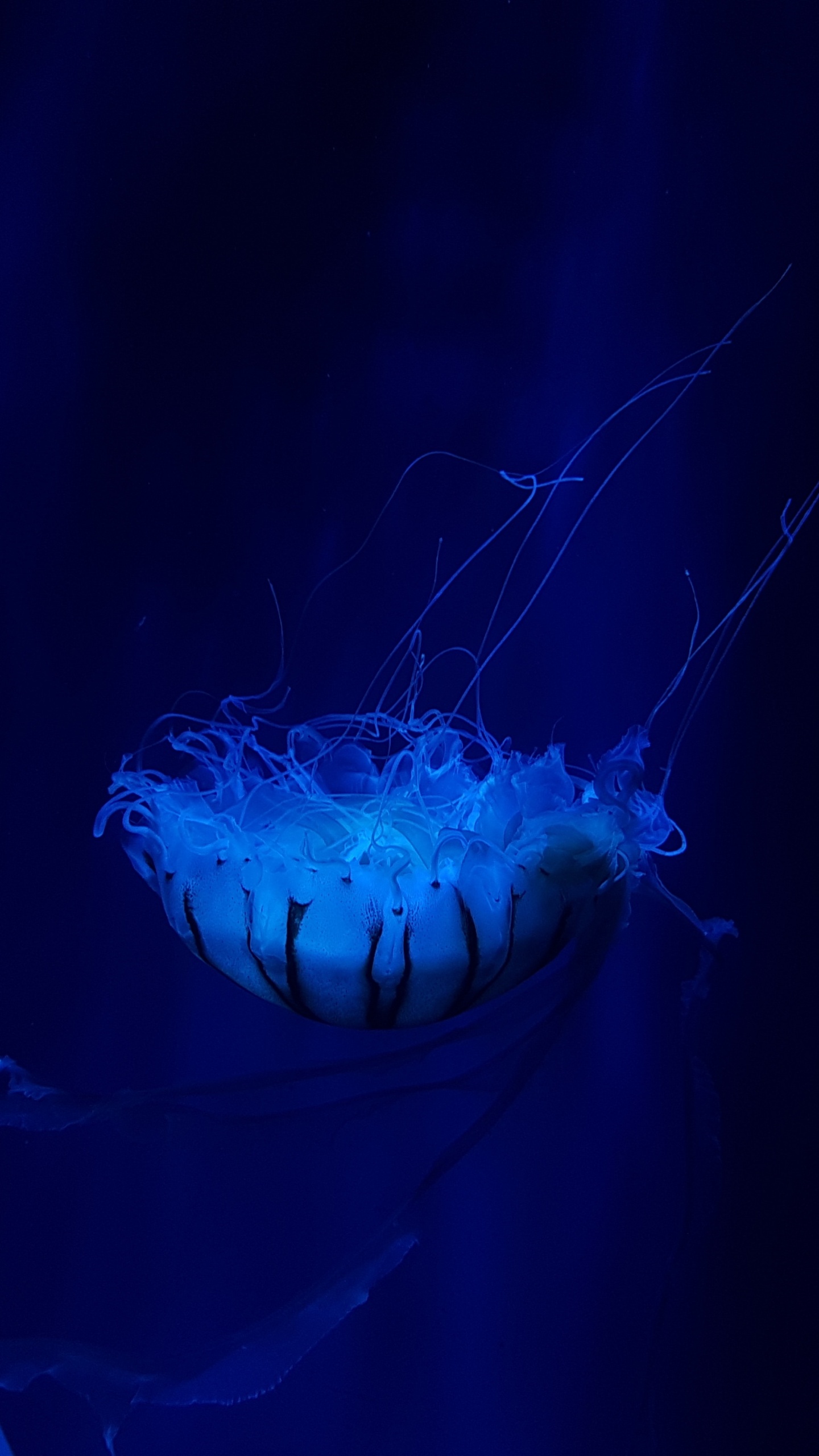 Обои Медуза, синий, cnidaria, электрик, морские беспозвоночные в разрешении 1440x2560