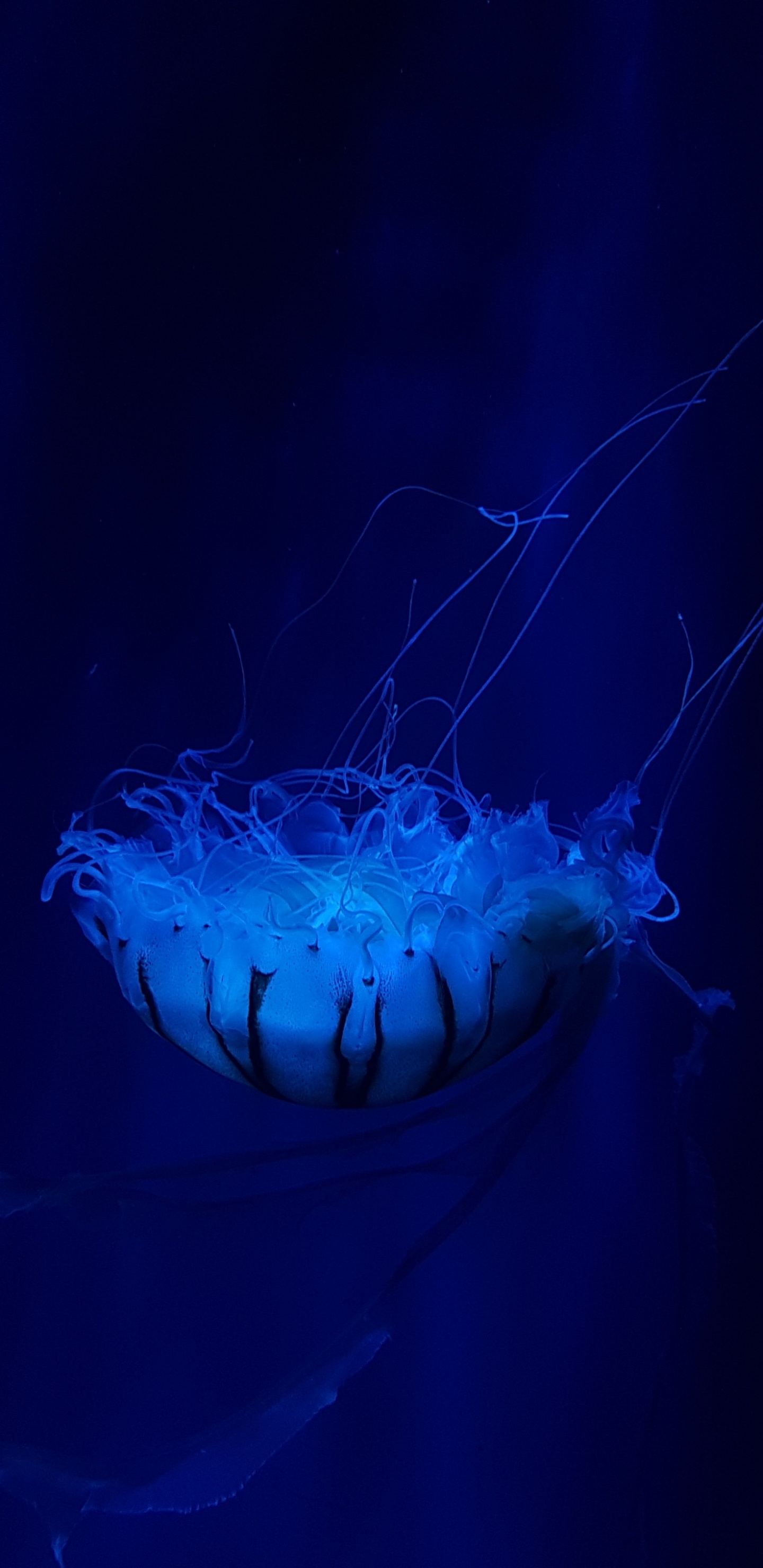 Обои Медуза, синий, cnidaria, электрик, морские беспозвоночные в разрешении 1440x2960