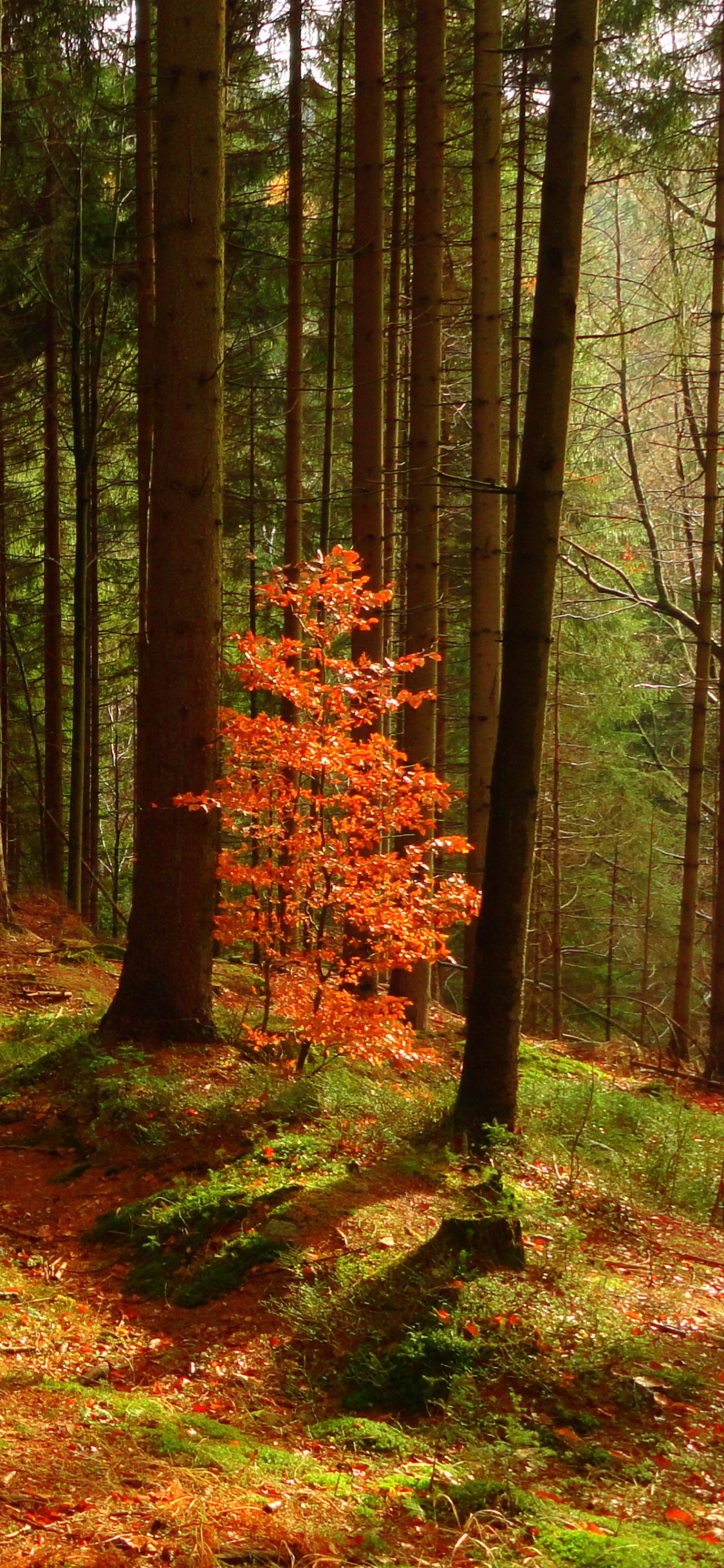 Обои пейзаж, дерево, древесина, лес, лесистая местность в разрешении 1125x2436