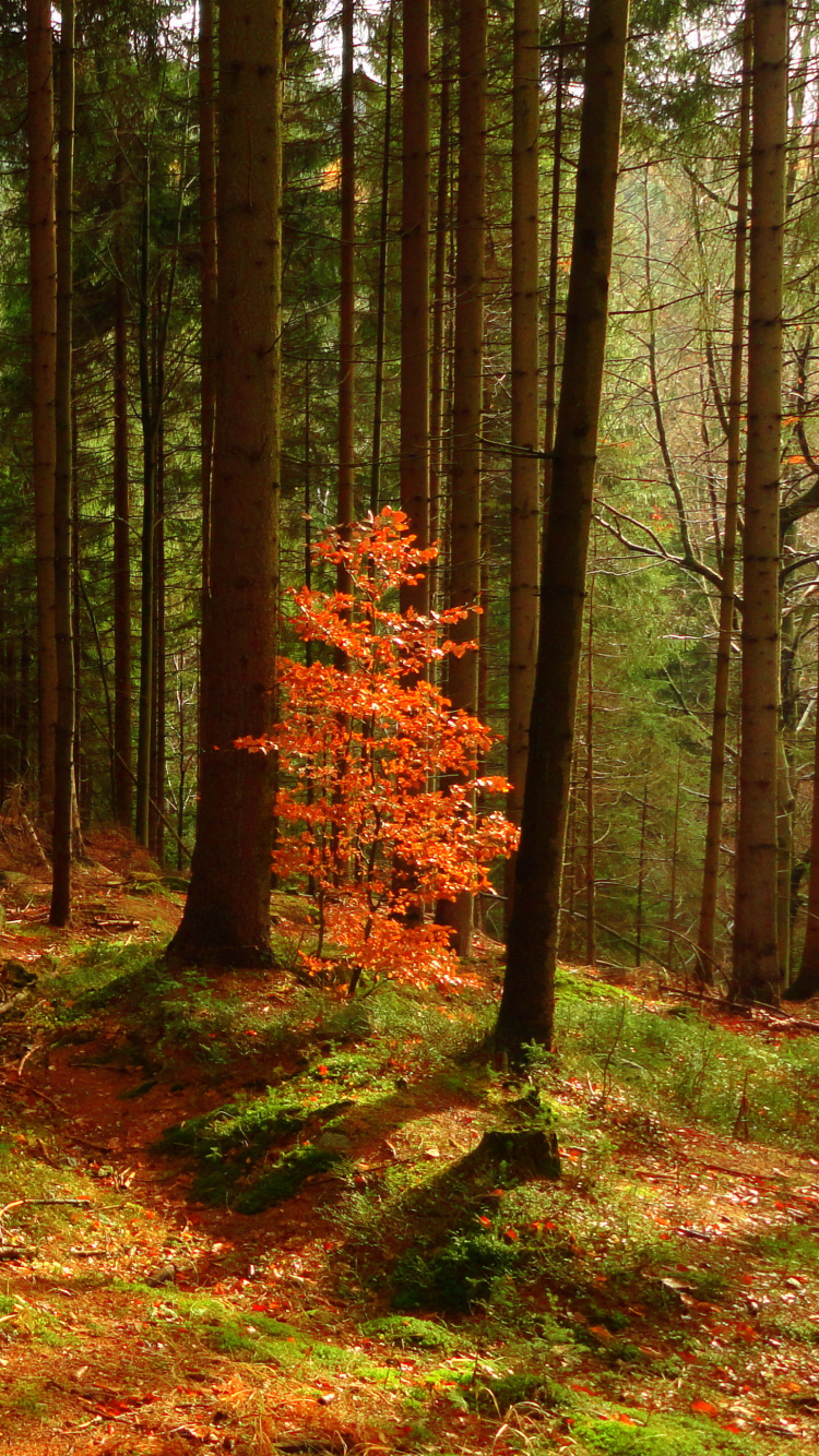 Обои пейзаж, дерево, древесина, лес, лесистая местность в разрешении 750x1334