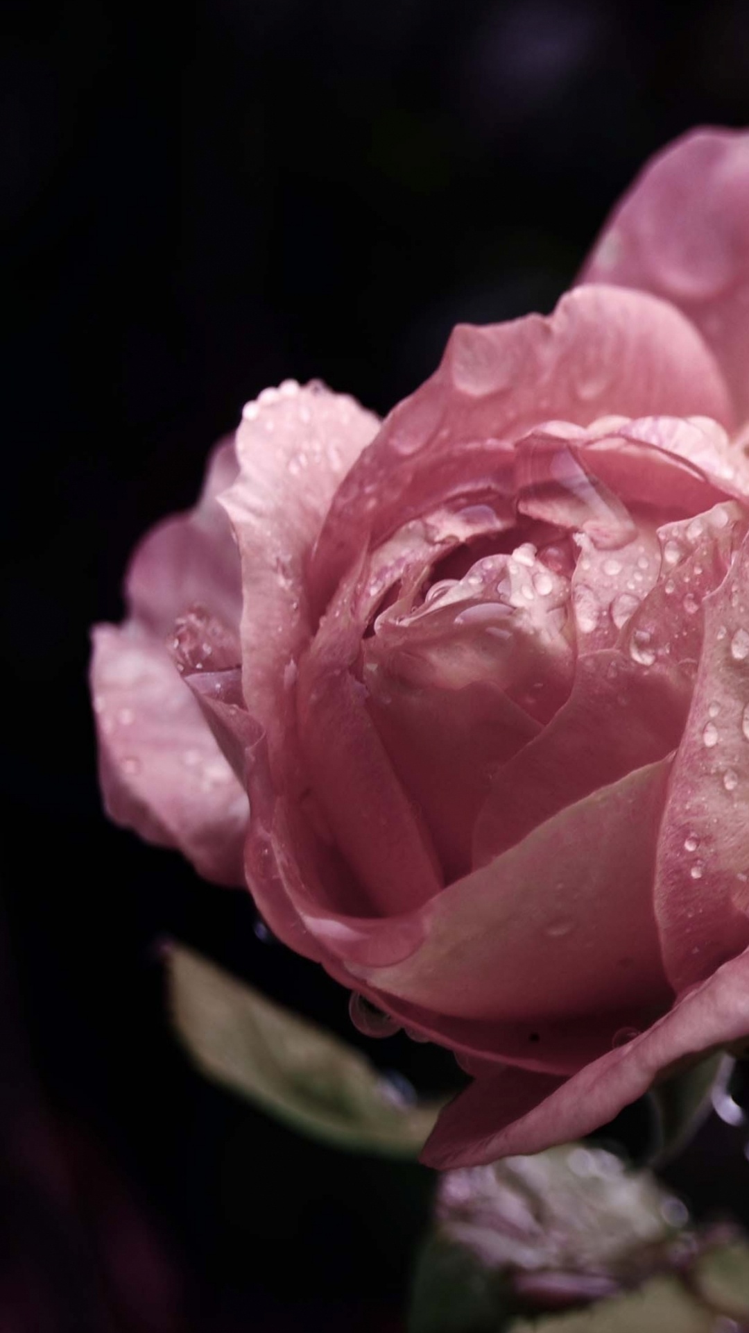 Обои Роза, бутон, цветковое растение, лепесток, сад роз в разрешении 1080x1920