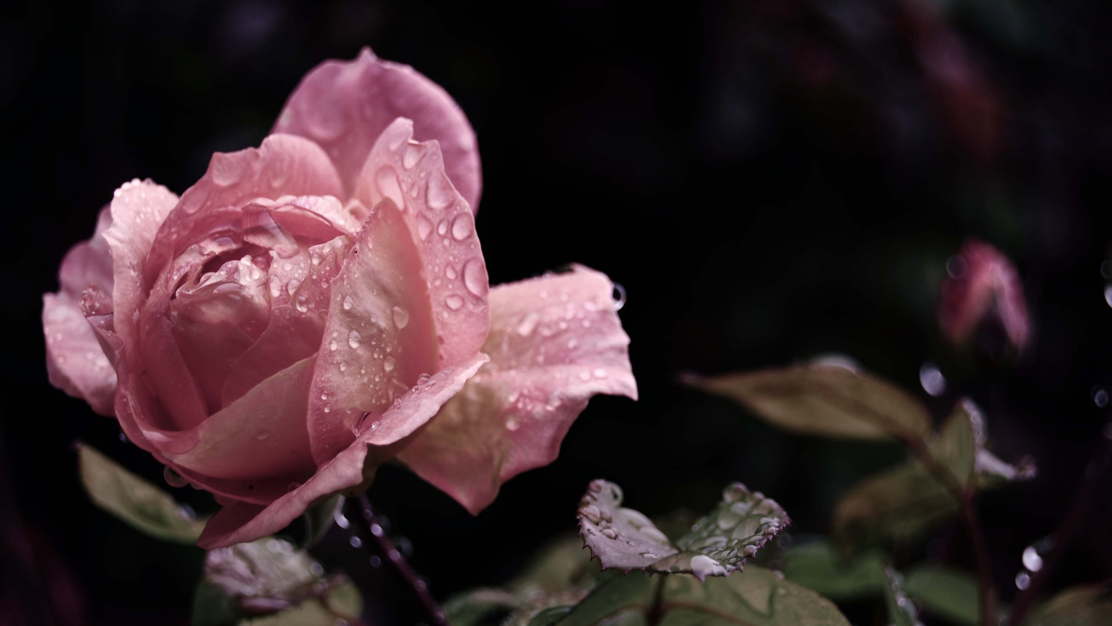 Обои Роза, бутон, цветковое растение, лепесток, сад роз в разрешении 3840x2160