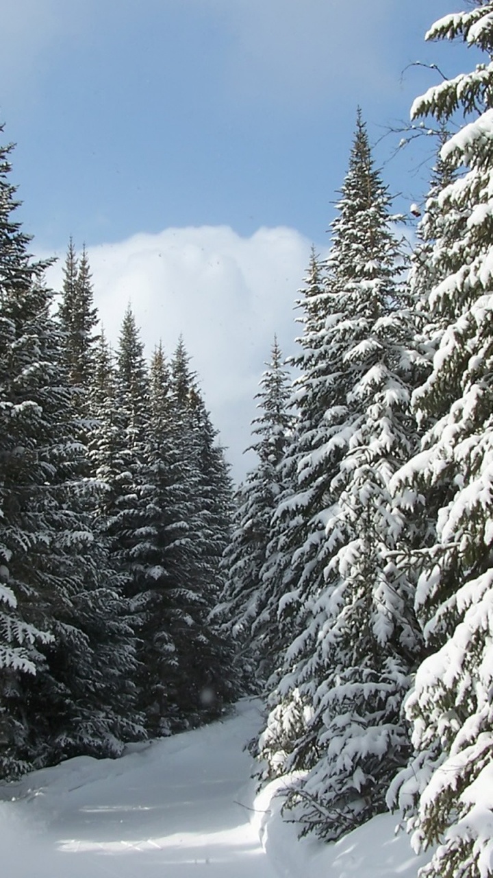 Обои дерево, снег, зима, замораживание, древесные растения в разрешении 720x1280