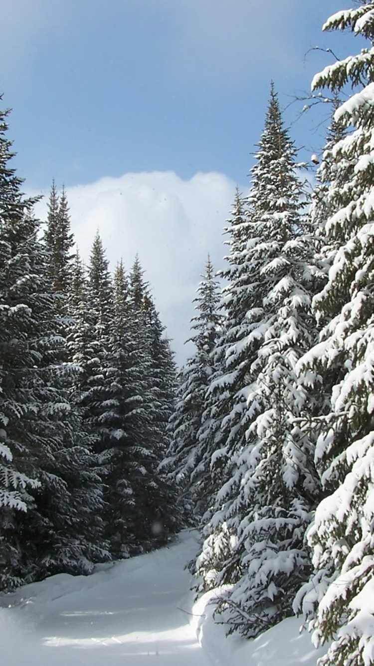 Обои дерево, снег, зима, замораживание, древесные растения в разрешении 750x1334