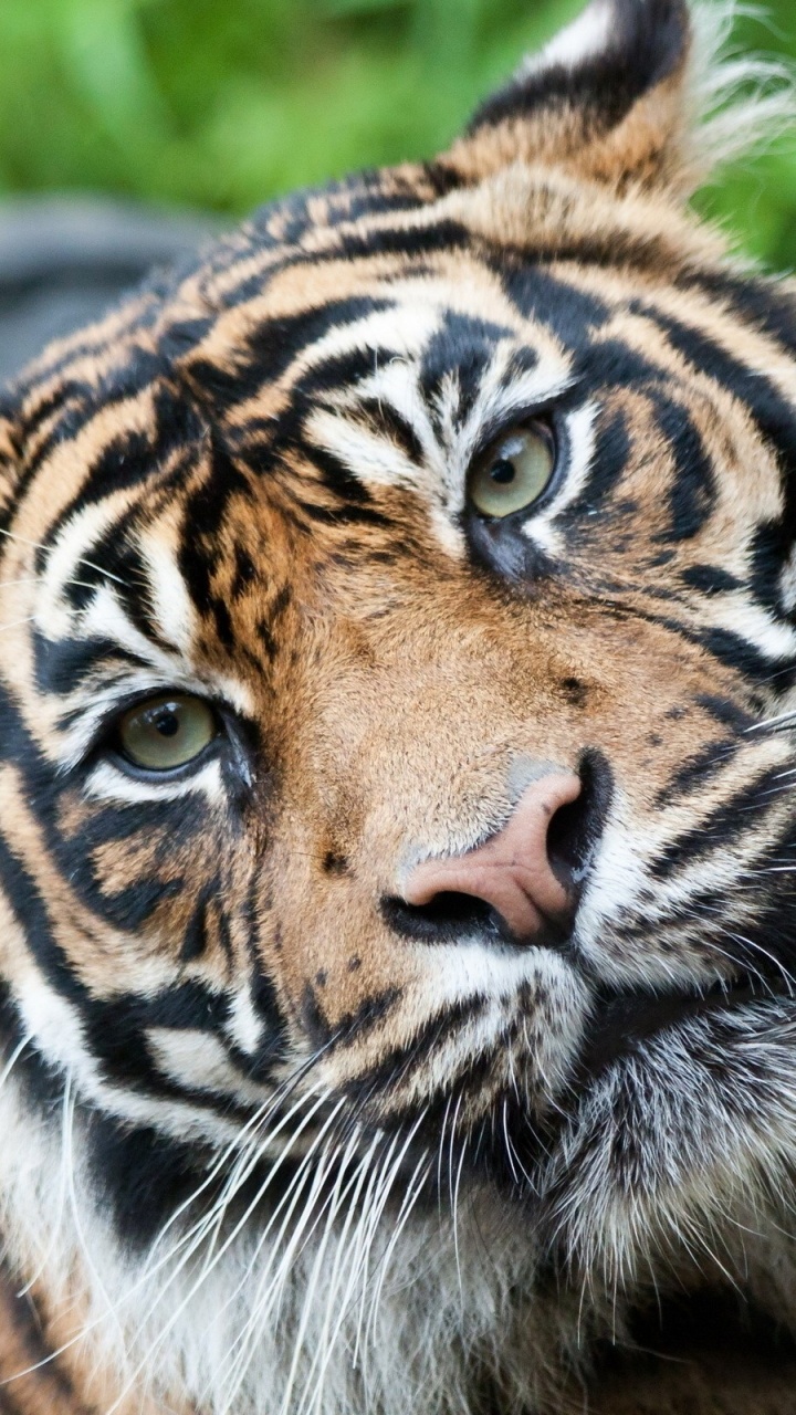 Обои большая кошка, живая природа, наземные животные, бенгальский тигр, Амурский тигр в разрешении 720x1280