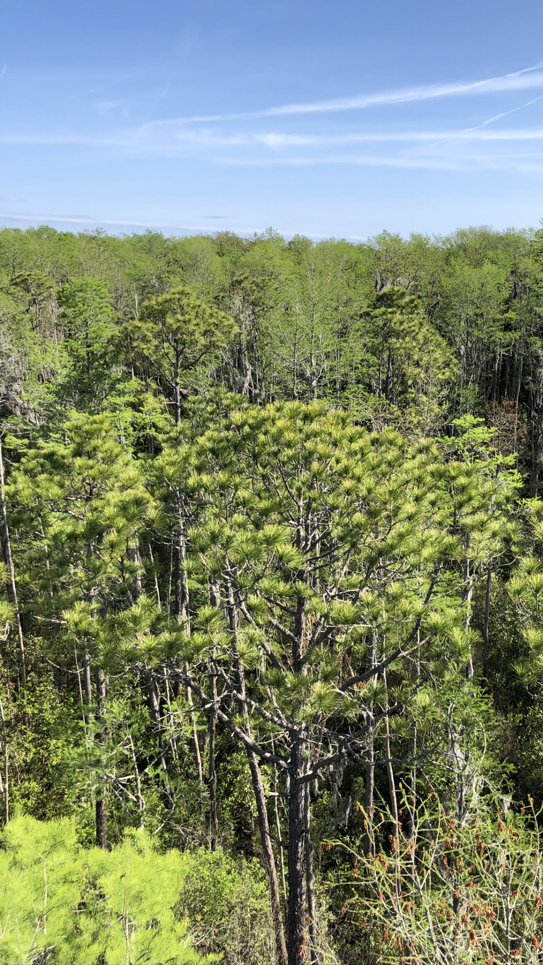 Обои растительность, природа, окружающая среда, растительное сообщество, природный заповедник в разрешении 1080x1920
