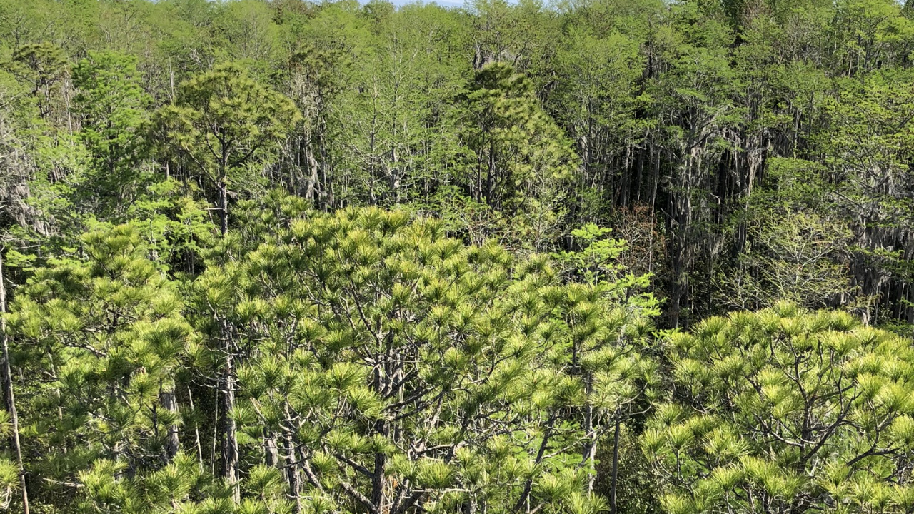 Обои растительность, природа, окружающая среда, растительное сообщество, природный заповедник в разрешении 1280x720