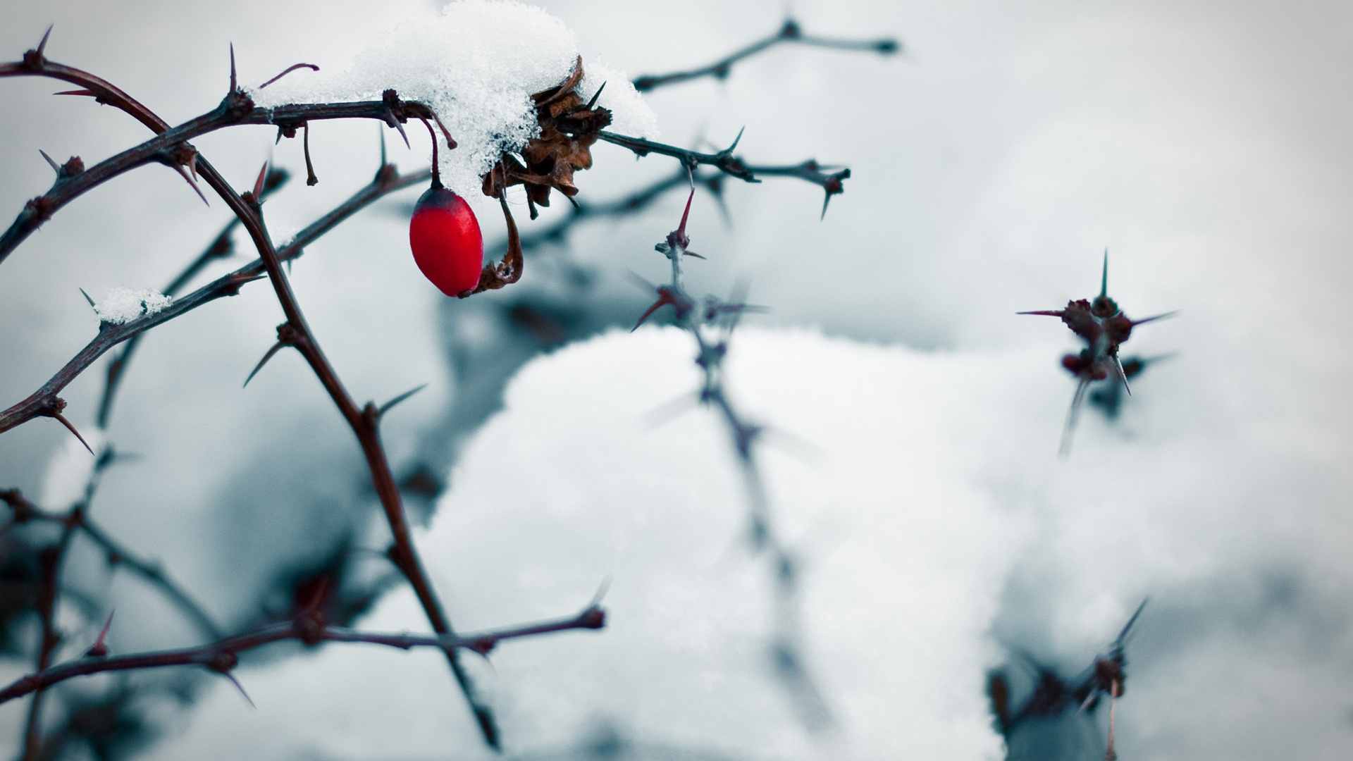 Обои Роза, ветвь, снег, замораживание, прут в разрешении 1920x1080
