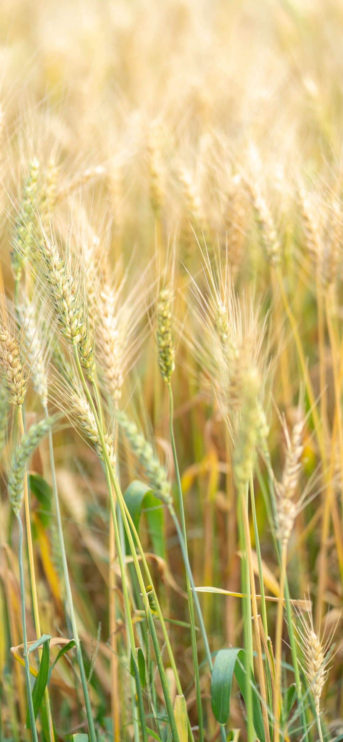 Обои ячмень, продовольственное зерно, Einkorn пшеницы, рожь, ячменя в разрешении 1125x2436