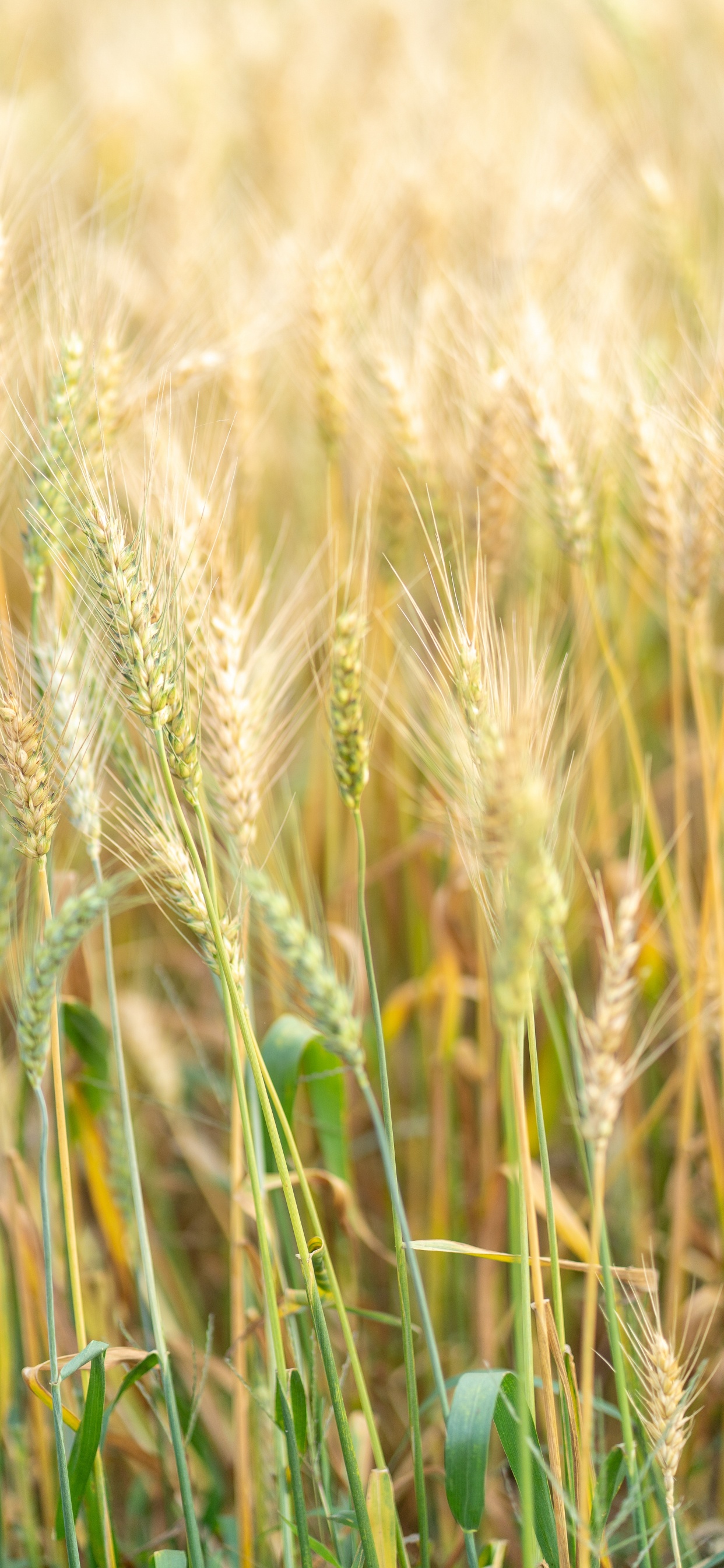 Обои ячмень, продовольственное зерно, Einkorn пшеницы, рожь, ячменя в разрешении 1242x2688