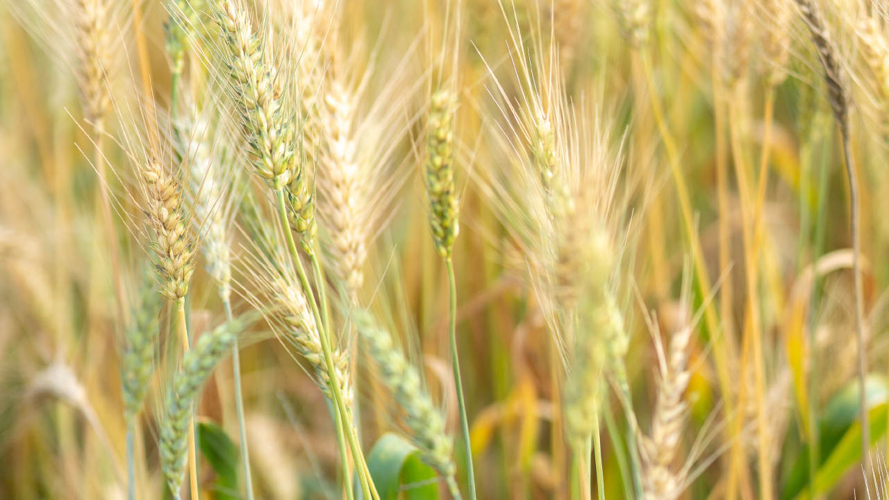 Обои ячмень, продовольственное зерно, Einkorn пшеницы, рожь, ячменя в разрешении 1280x720