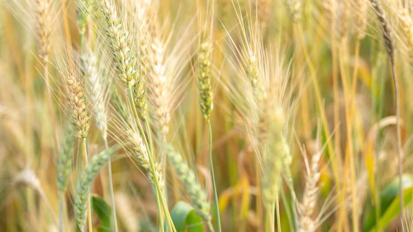 Обои ячмень, продовольственное зерно, Einkorn пшеницы, рожь, ячменя в разрешении 1366x768