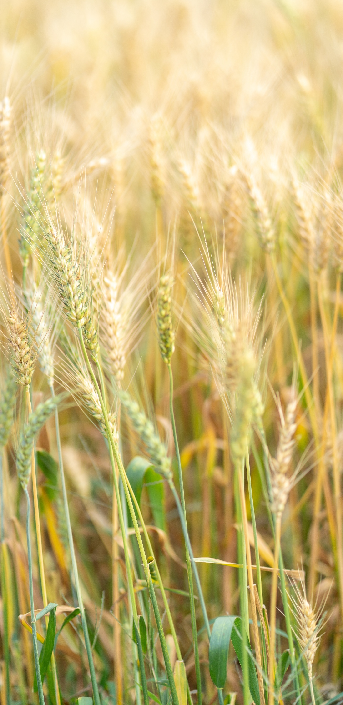 Обои ячмень, продовольственное зерно, Einkorn пшеницы, рожь, ячменя в разрешении 1440x2960