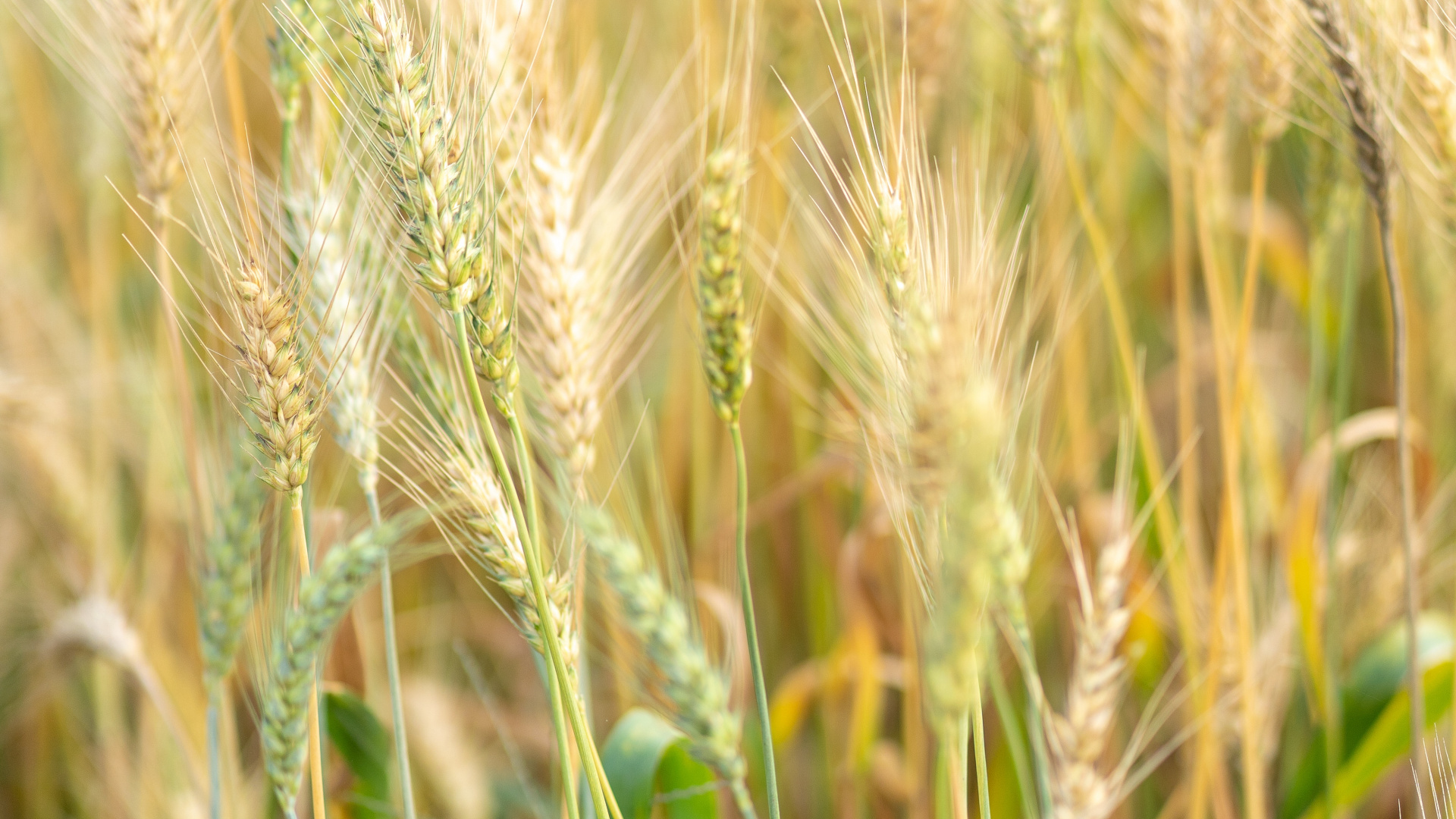 Обои ячмень, продовольственное зерно, Einkorn пшеницы, рожь, ячменя в разрешении 1920x1080