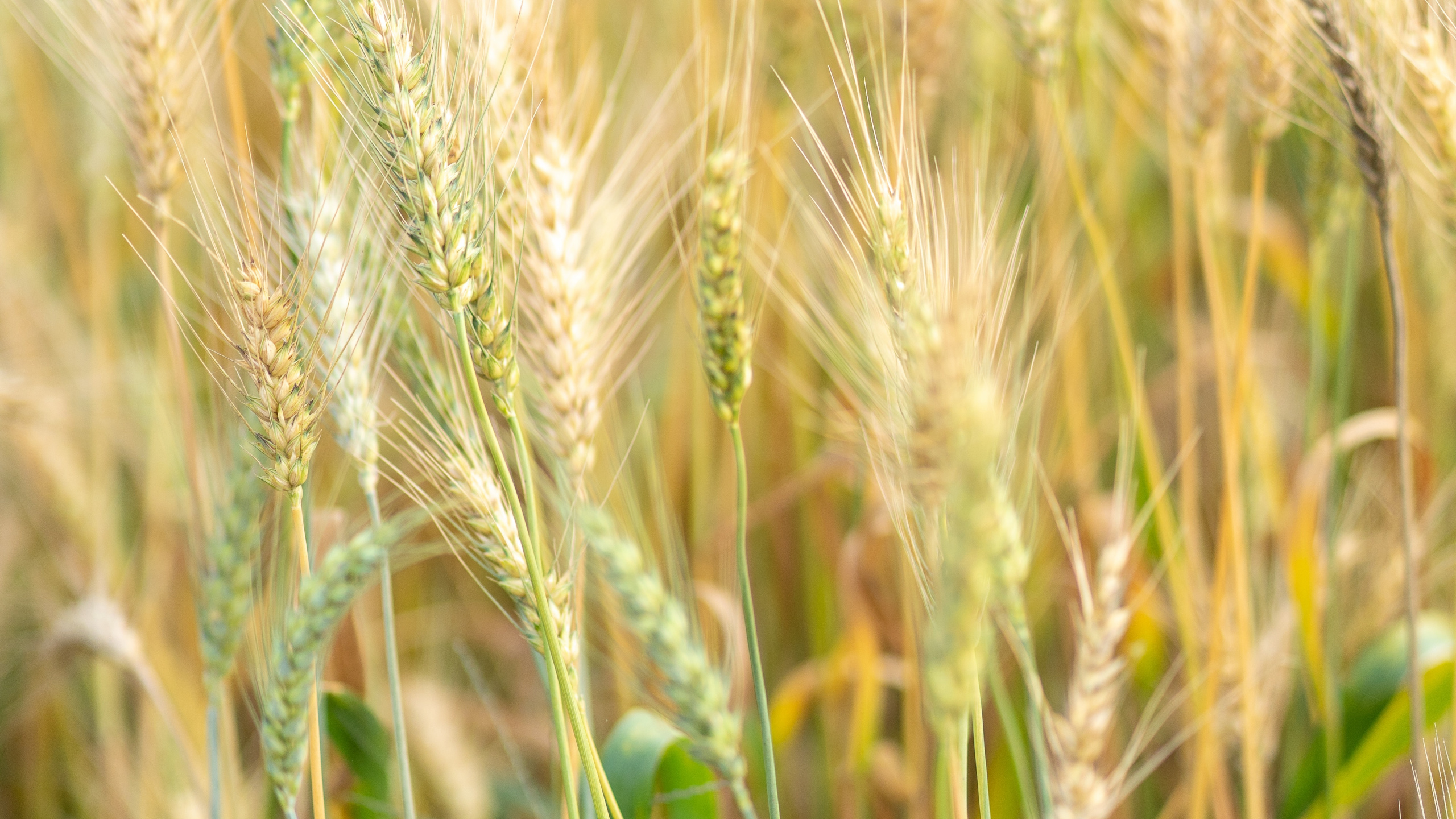 Обои ячмень, продовольственное зерно, Einkorn пшеницы, рожь, ячменя в разрешении 2560x1440
