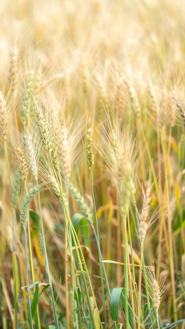Обои ячмень, продовольственное зерно, Einkorn пшеницы, рожь, ячменя в разрешении 720x1280