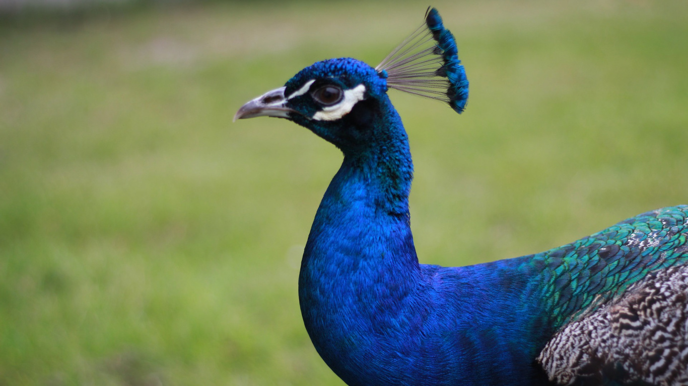 Обои павлин, Индийский павлин, клюв, птица, отрядов в разрешении 1366x768