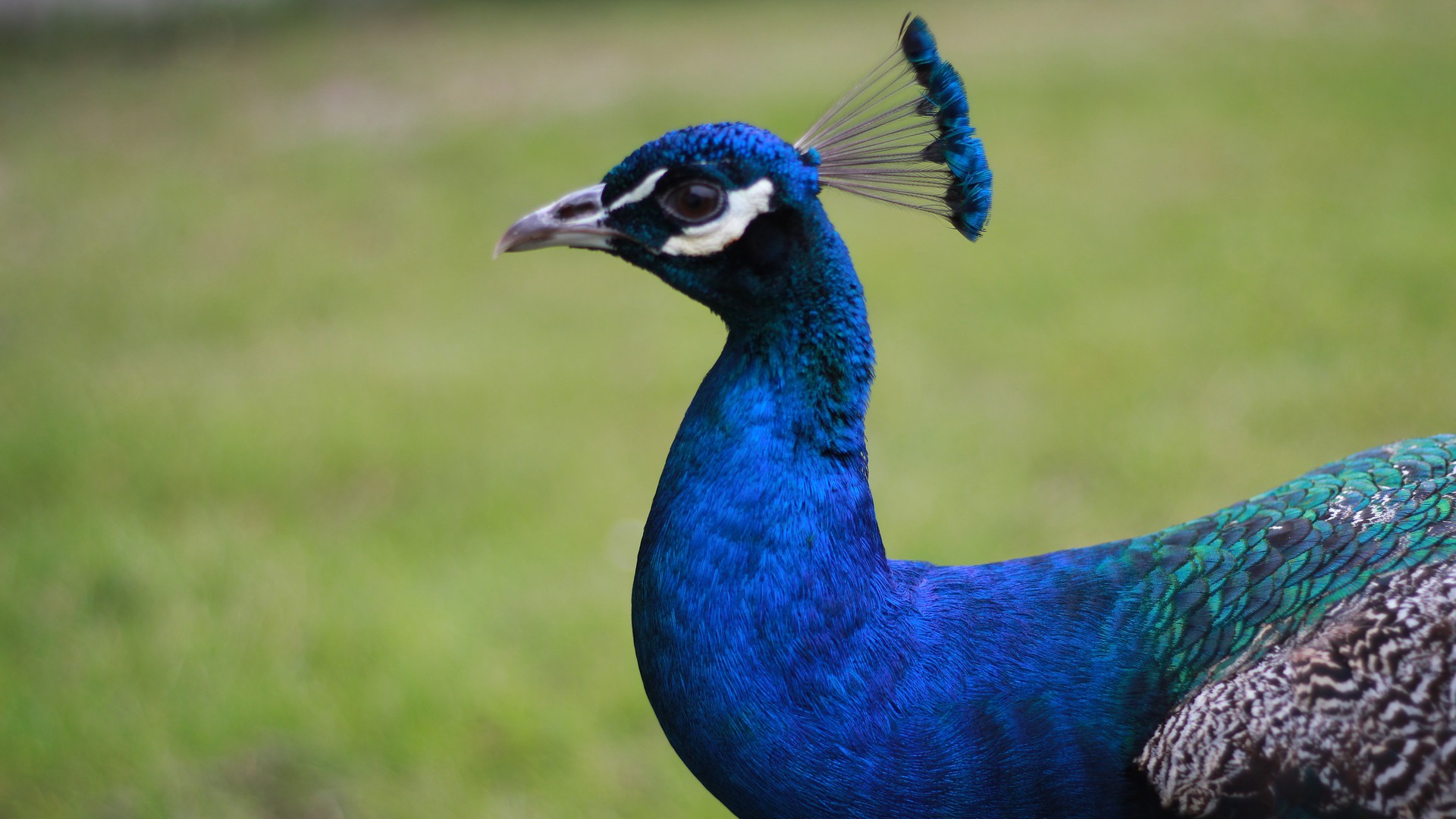 Обои павлин, Индийский павлин, клюв, птица, отрядов в разрешении 1920x1080