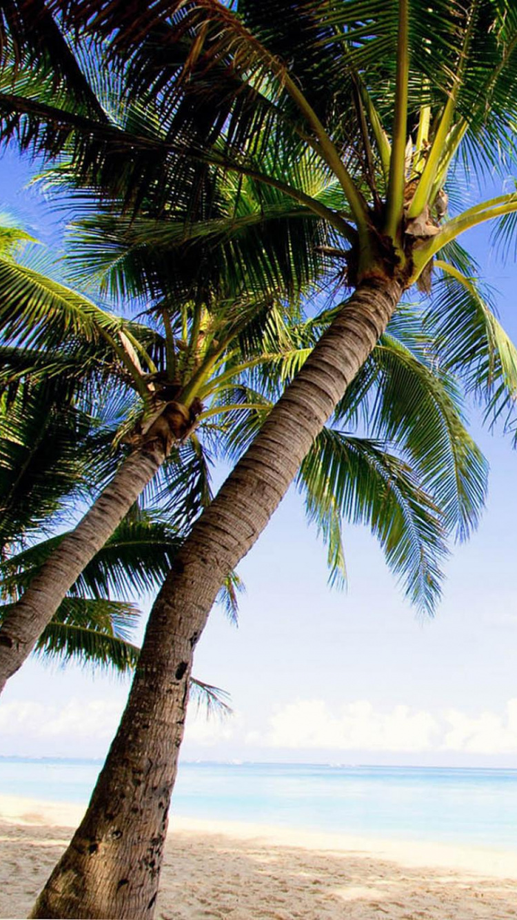 Обои пальмовые рощи, пляж, дерево, тропическая зона, Пальма в разрешении 750x1334