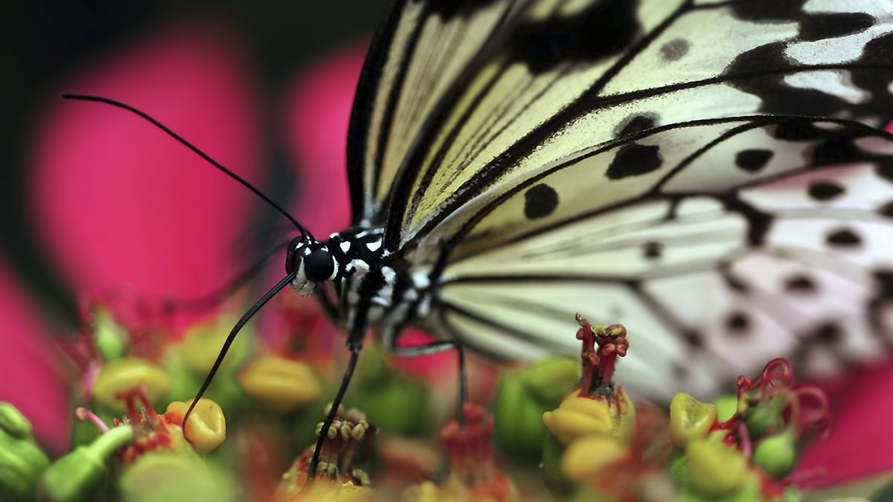 Обои насекомое, бабочка, мотыльки и бабочки, опылитель, нектар в разрешении 1280x720