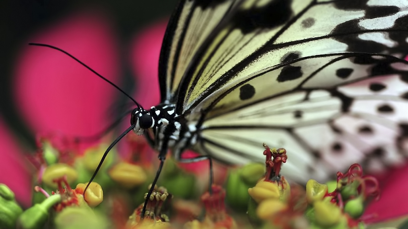 Обои насекомое, бабочка, мотыльки и бабочки, опылитель, нектар в разрешении 1366x768