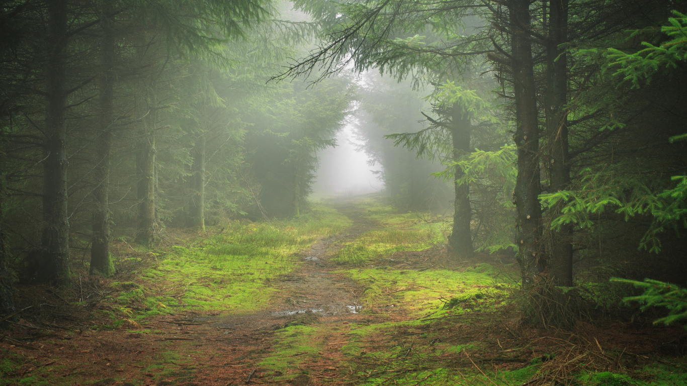 Обои лесистая местность, лес, дерево, природа, ель еловый лес в разрешении 1366x768