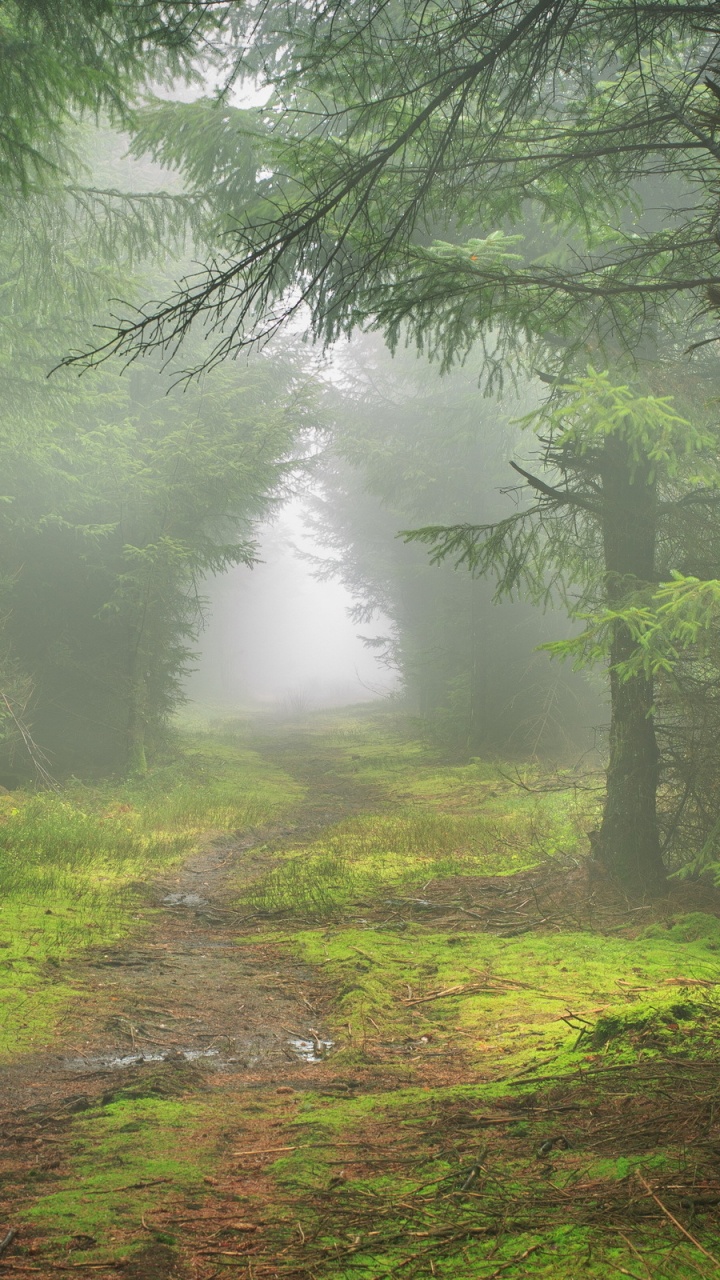 Обои лесистая местность, лес, дерево, природа, ель еловый лес в разрешении 720x1280