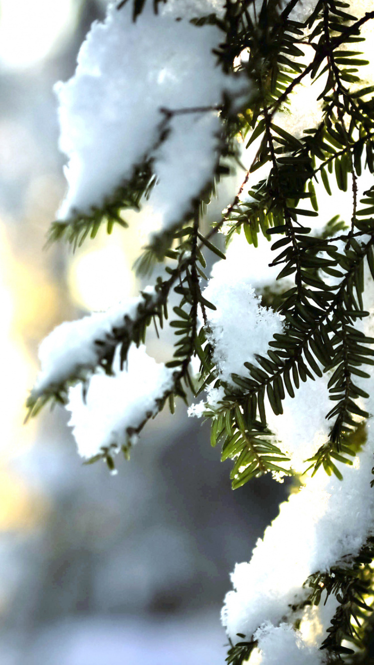 Обои дерево, природа, ветвь, зима, солнечный свет в разрешении 750x1334