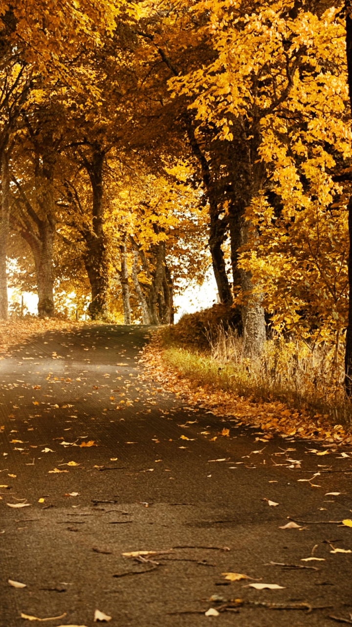 Обои дорога, дерево, природа, лист, осень в разрешении 720x1280