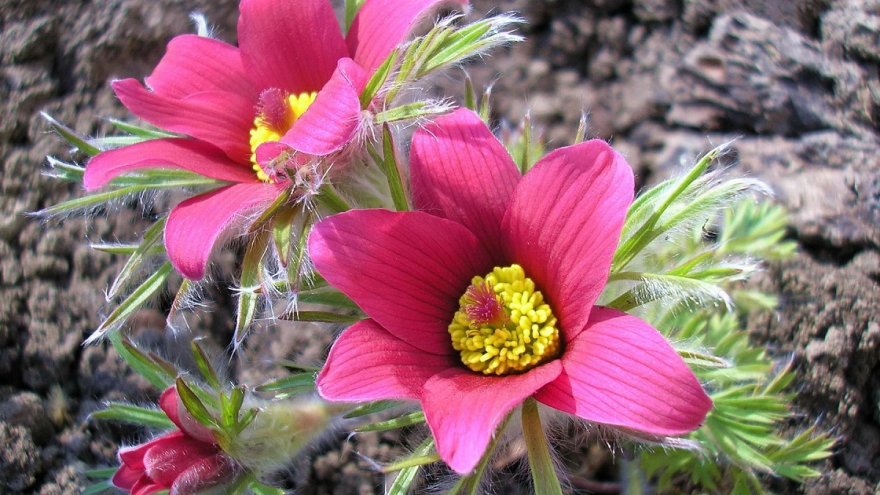 Обои анемон, лепесток, цветковое растение, полевой цветок, однолетнее растение в разрешении 1280x720