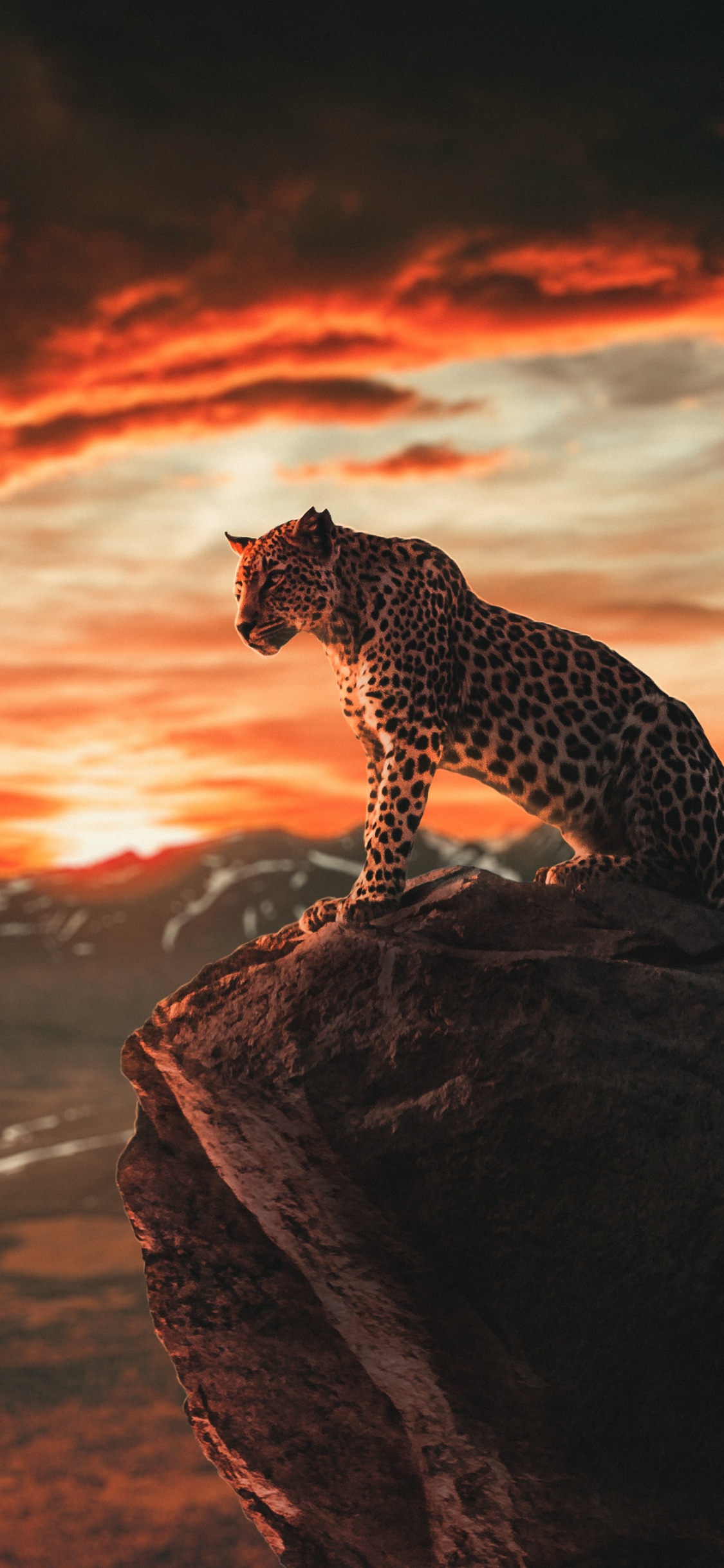 Обои Лев, тигр, ios, андроид, смартфон в разрешении 1125x2436