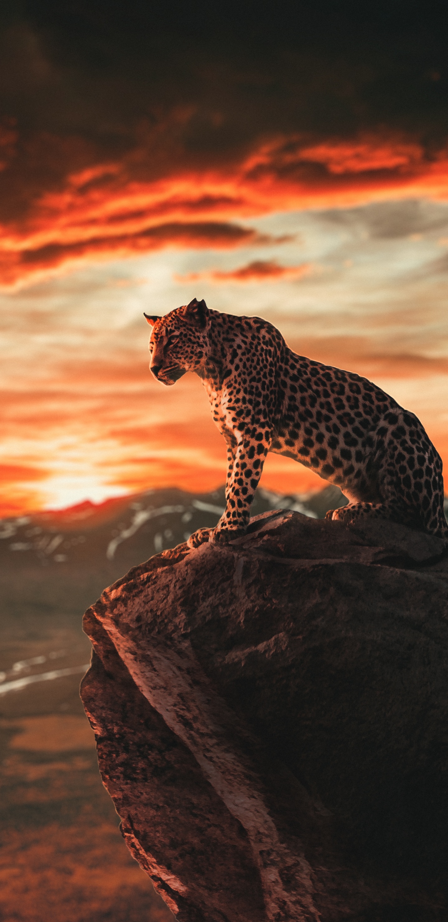 Обои Лев, тигр, ios, андроид, смартфон в разрешении 1440x2960