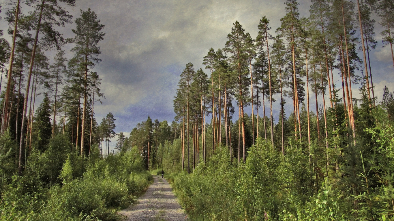 Обои сосна, дерево, природа, лес, дикая местность в разрешении 1366x768