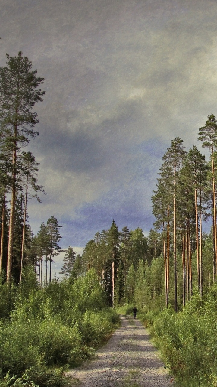 Обои сосна, дерево, природа, лес, дикая местность в разрешении 720x1280