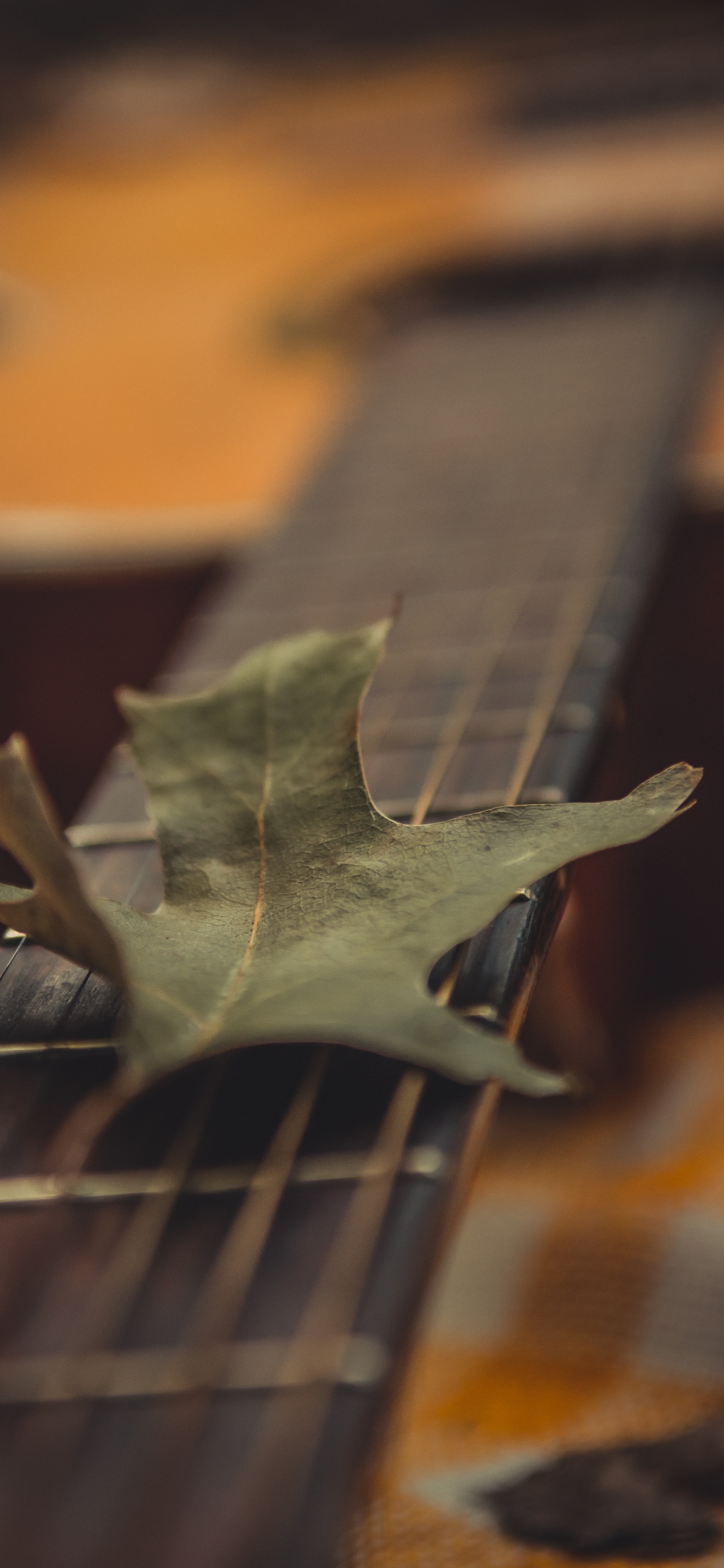 Обои древесина, крупный план, растение, арт, лист в разрешении 1242x2688