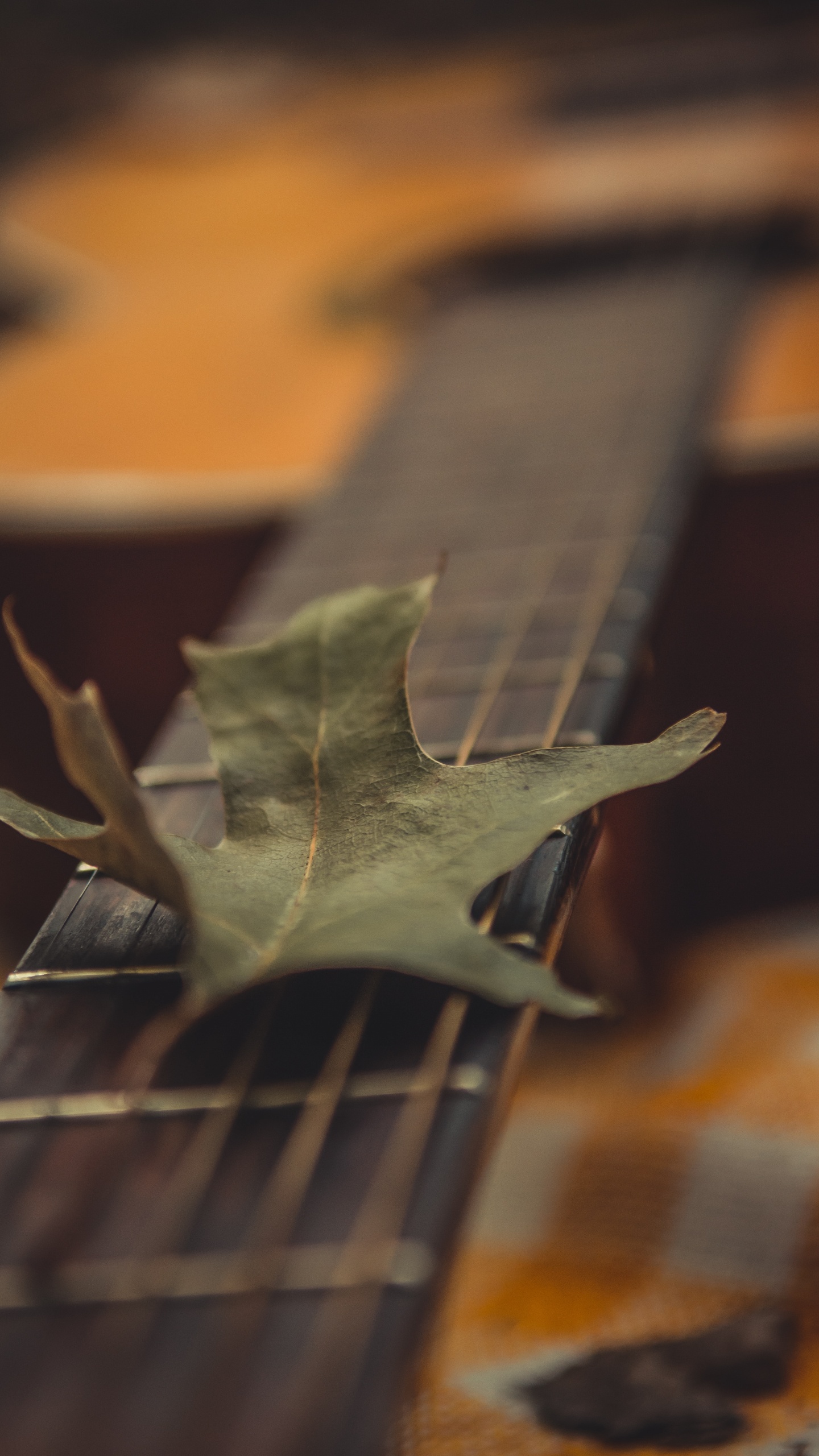 Обои древесина, крупный план, растение, арт, лист в разрешении 1440x2560