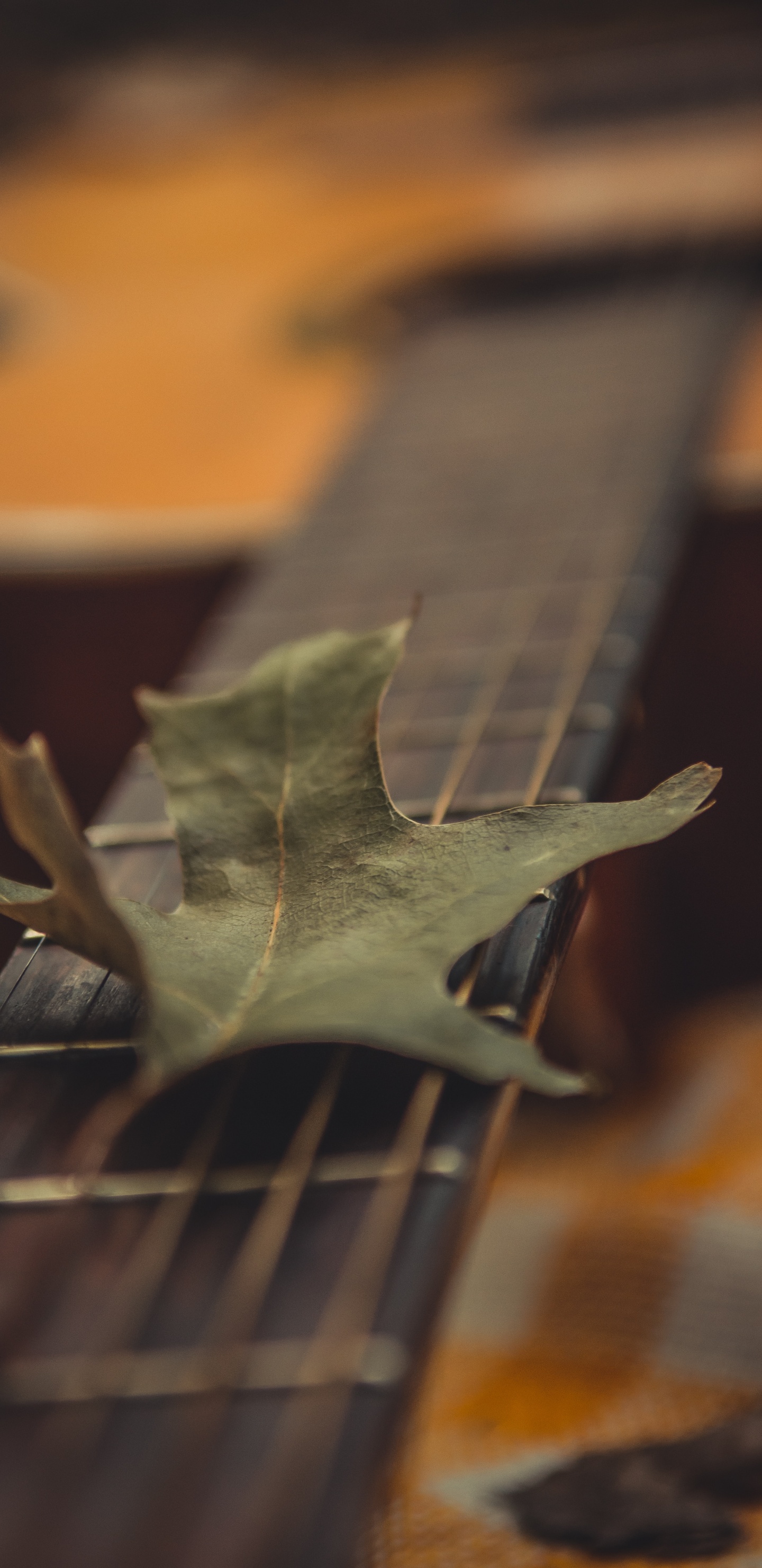 Обои древесина, крупный план, растение, арт, лист в разрешении 1440x2960