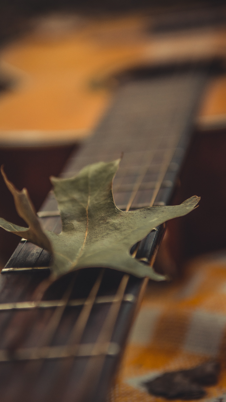 Обои древесина, крупный план, растение, арт, лист в разрешении 750x1334